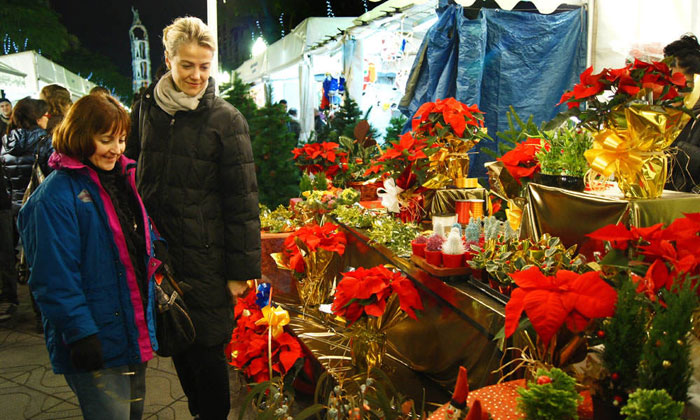 Otras plantas para Navidad