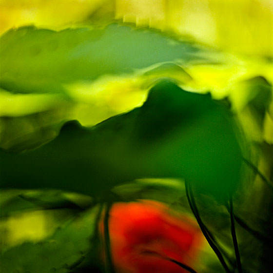 Metamorphosis 2004-2007 de Paul Den Hollander