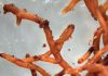 Microorganismos para la fertilización del suelo