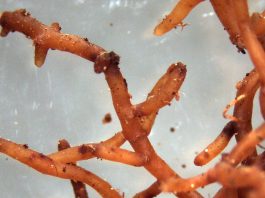Microorganismos para la fertilización del suelo