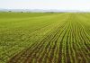 Uso de microorganismos en la agricultura