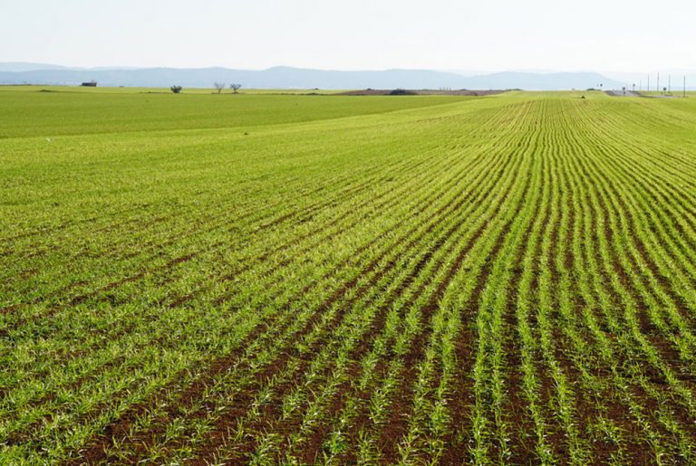 Uso de microorganismos en la agricultura