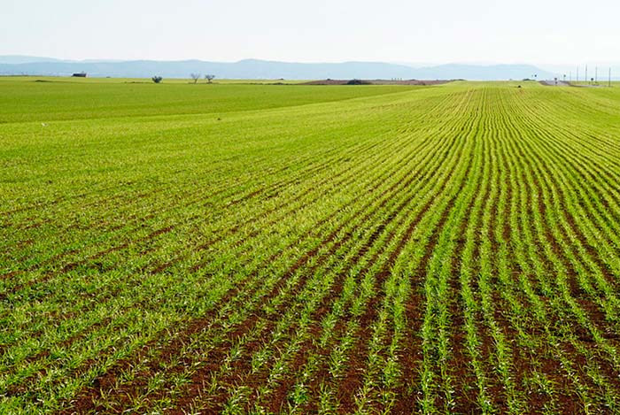 Uso de microorganismos en la agricultura