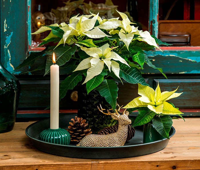 Decoración con poinsettias miniatura