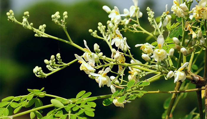 Moringa oleifera