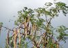 Moringa oleifera