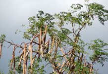 Moringa oleifera