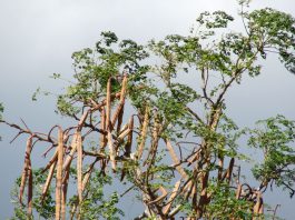 Moringa oleifera