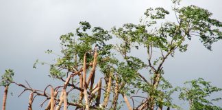 Moringa oleifera