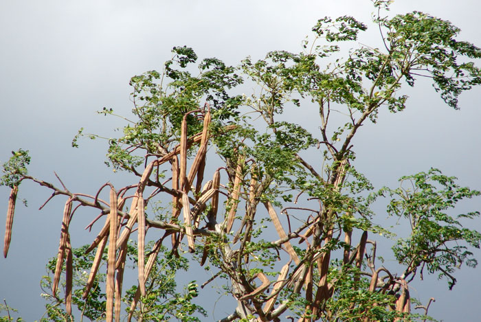 Moringa oleifera