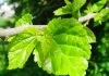 Morus alba para xerojardineria