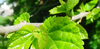 Morus alba para xerojardineria