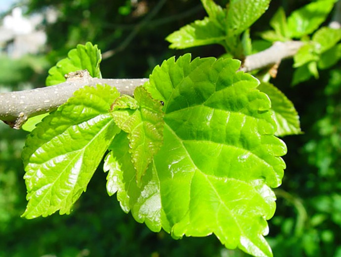 Morus alba para xerojardineria