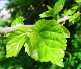 morus alba