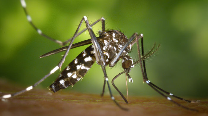 Plantas repelentes de mosquitos tigre