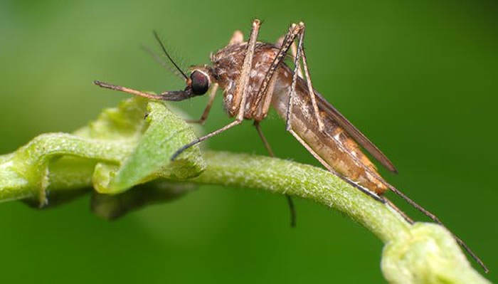 mosquitos en los estanques