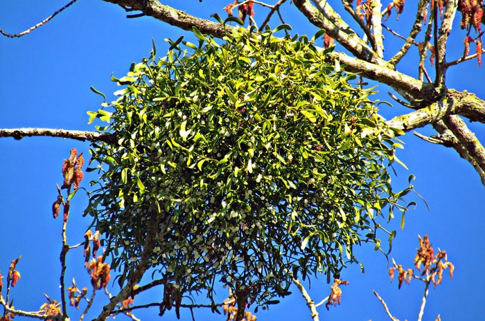 Muérdago en árbol