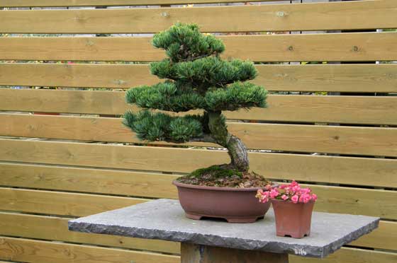 Muestra de Bonsai de Otoño