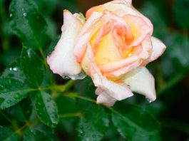 Multiplicación de las rosas