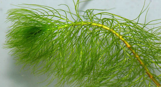 Myriophyllum verticillatum