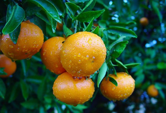 Naranjas después de la lluvia