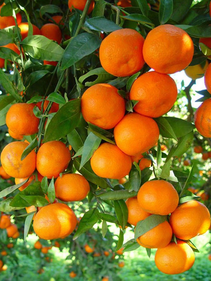 naranjas