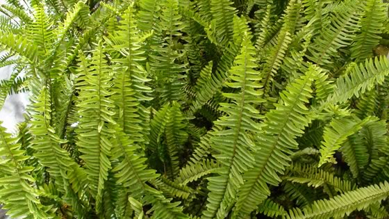 Nephrolepis cordifolia