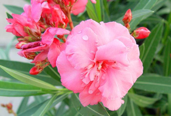 Flores de Nerium oleander