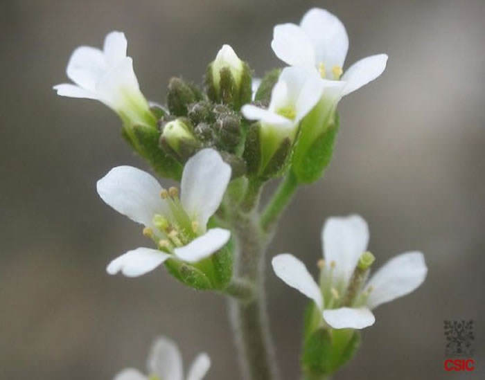 Arabidopsis Thaliana, planta modelo del estudio. / CSIC