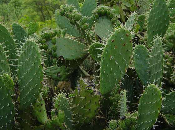 nopal