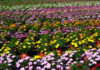 Novedades de plantas ornamentales en Viridalia