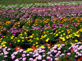 Novedades de plantas ornamentales en Viridalia