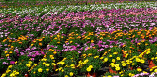 Novedades de plantas ornamentales en Viridalia