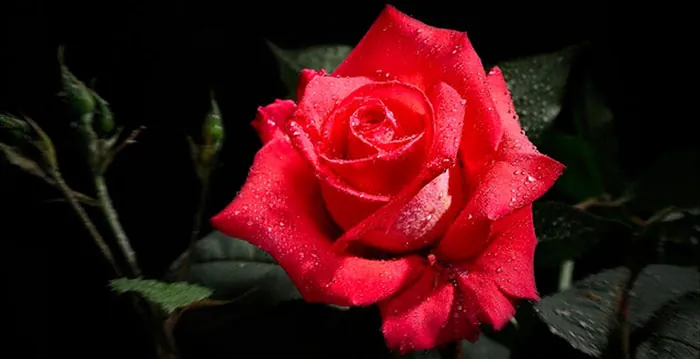 Nueva variedad de rosa roja