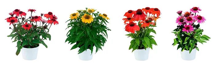 Flores de Echinacea naranja Nuevas variedades de Echinacea