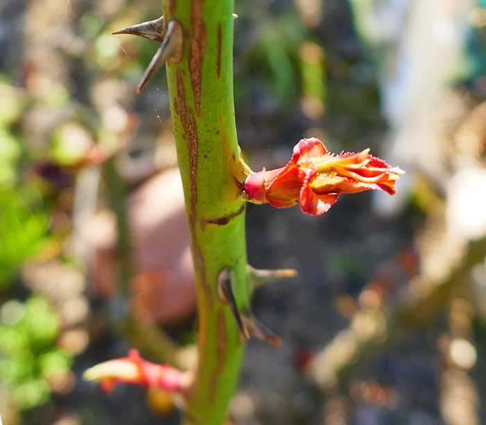 Nuevo brote de rosal