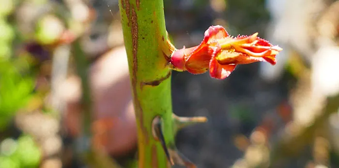 Nuevo brote de rosal