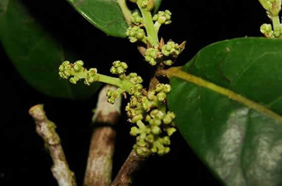 Yasunia, nuevo género de planta descubierto en el Amazonas