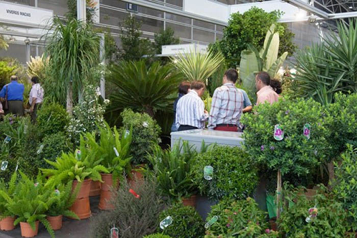 oferta de flores y plantas