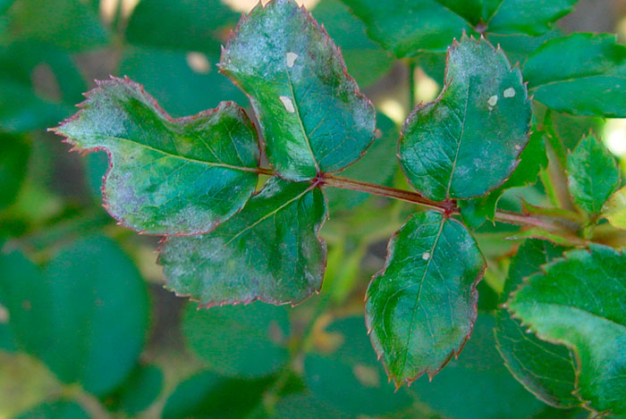 Enfermedades del rosal