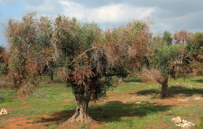 Olivar afectado por la Xylella fastidiosa