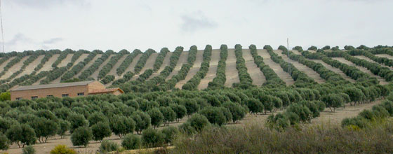 El olivar en España