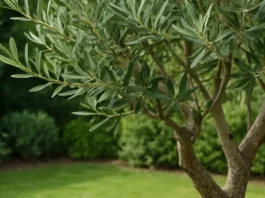 Olivo Swan Hill en el jardín