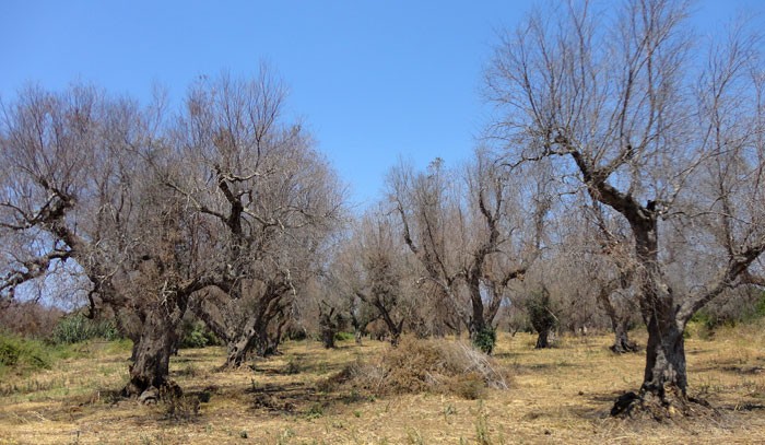 Olivos afectados por la Xylella fastidiosa