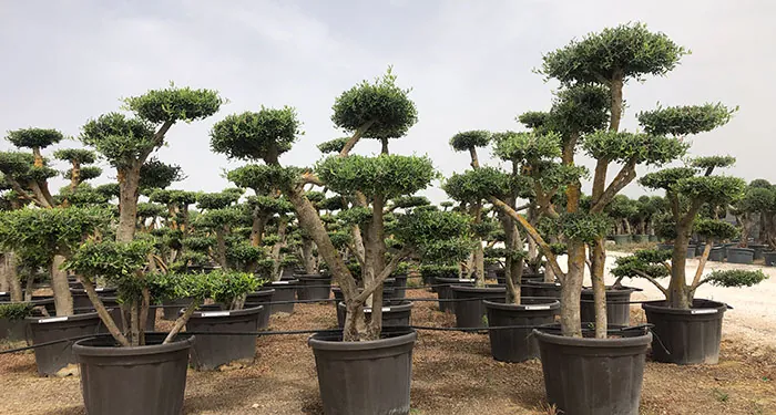 Olivos podados con técnica niwaki japonés