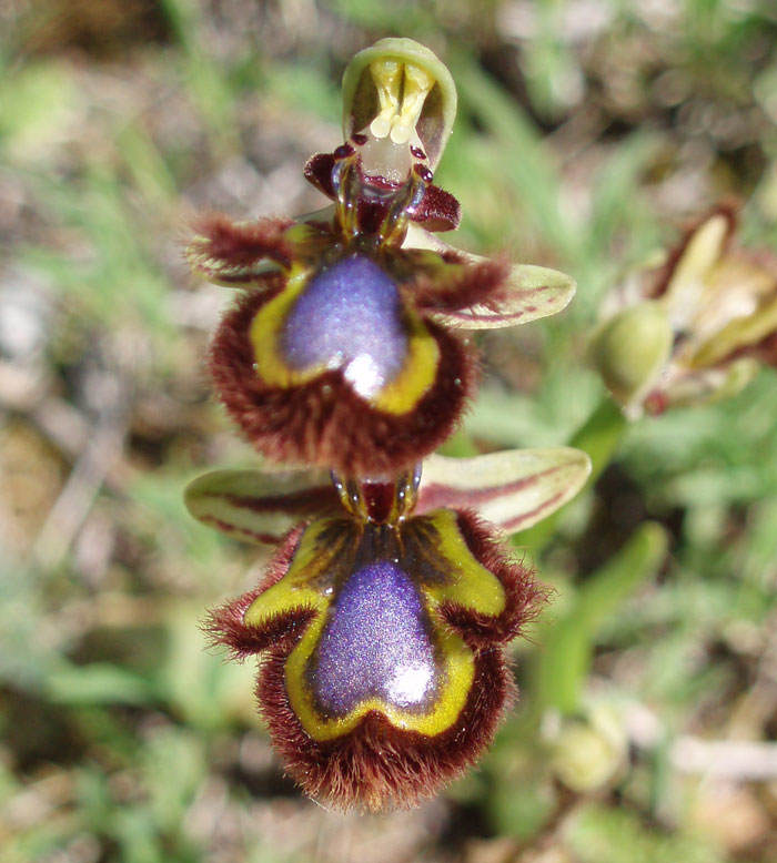 Ophrys speculum