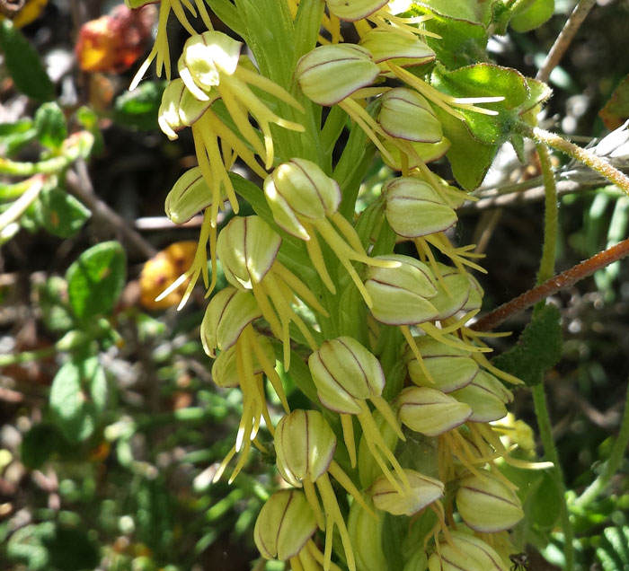 Anacamptis papilonacea