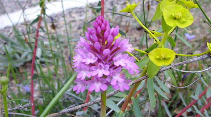 Anacamptis pyramidalis