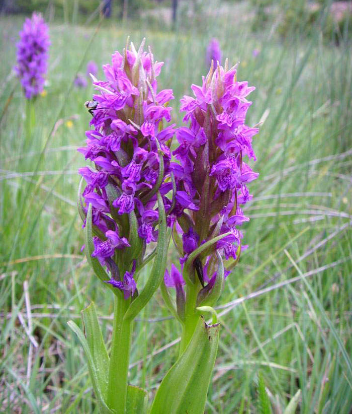 Dactylorhiza incarnata