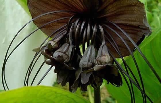 orquídea negra